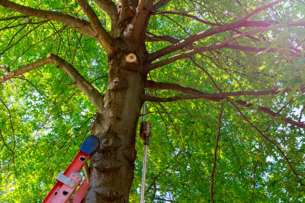 Tree Removal for Businesses in California Polytechnic State University, CA